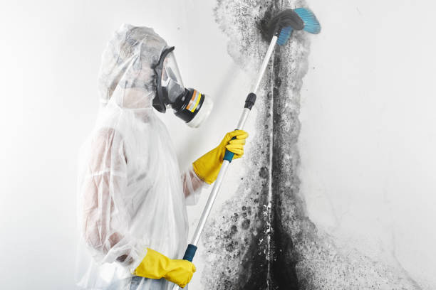 Best Mold Removal for HVAC Installations  in Flippin, AR