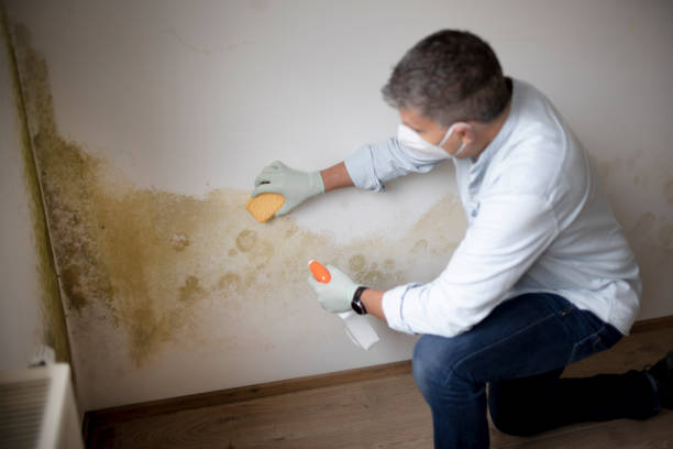 Professional Mold Removal in Flippin, AR