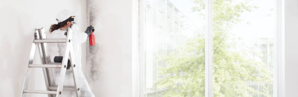 Best Post-Construction Mold Inspection  in Flippin, AR